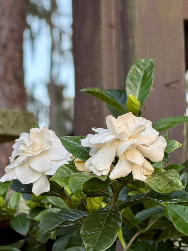 White gardenia blooms covered in dew at Big Pine Island, Florida