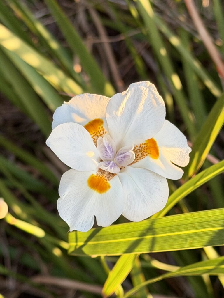 White African iris flower with yellow markings among tall grass at Big Pine Island