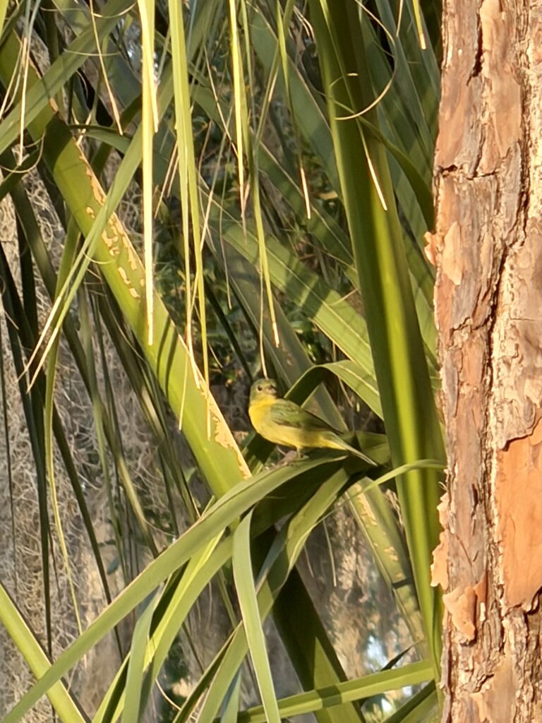Yellow warbler perched among palm fronds at Big Pine Island, Florida