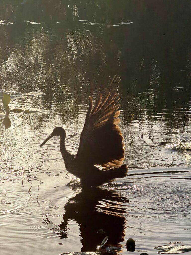 Wading bird stretches a sunlit wing over still water at golden hour, Big Pine Island