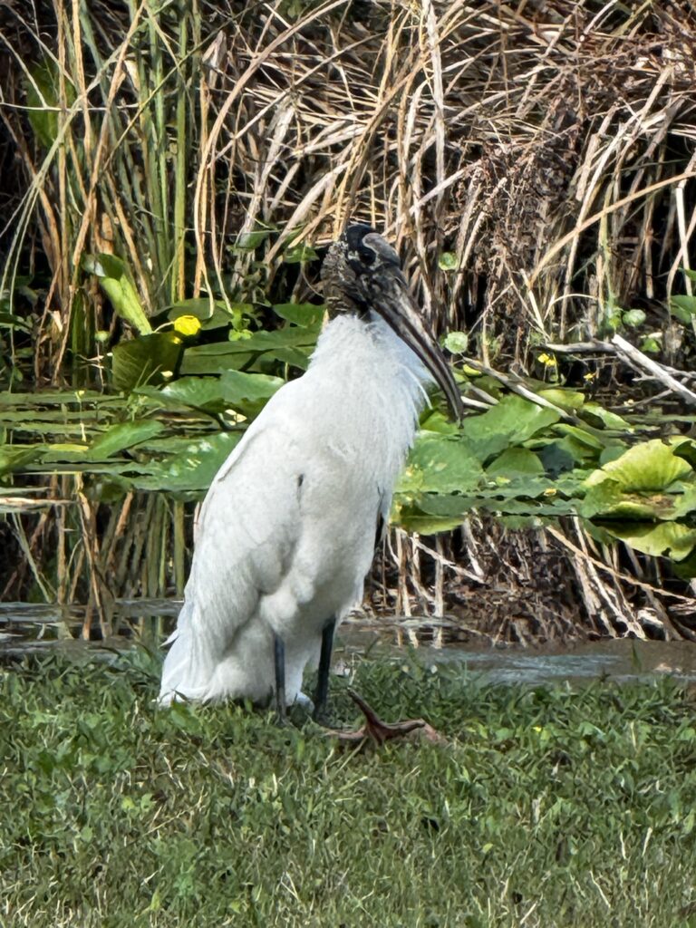 Wood stork standing at the water’s edge among lily pads at Big Pine Island