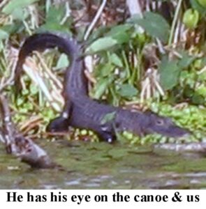 American alligator emerging from vegetation at the water’s edge, Big Pine Island