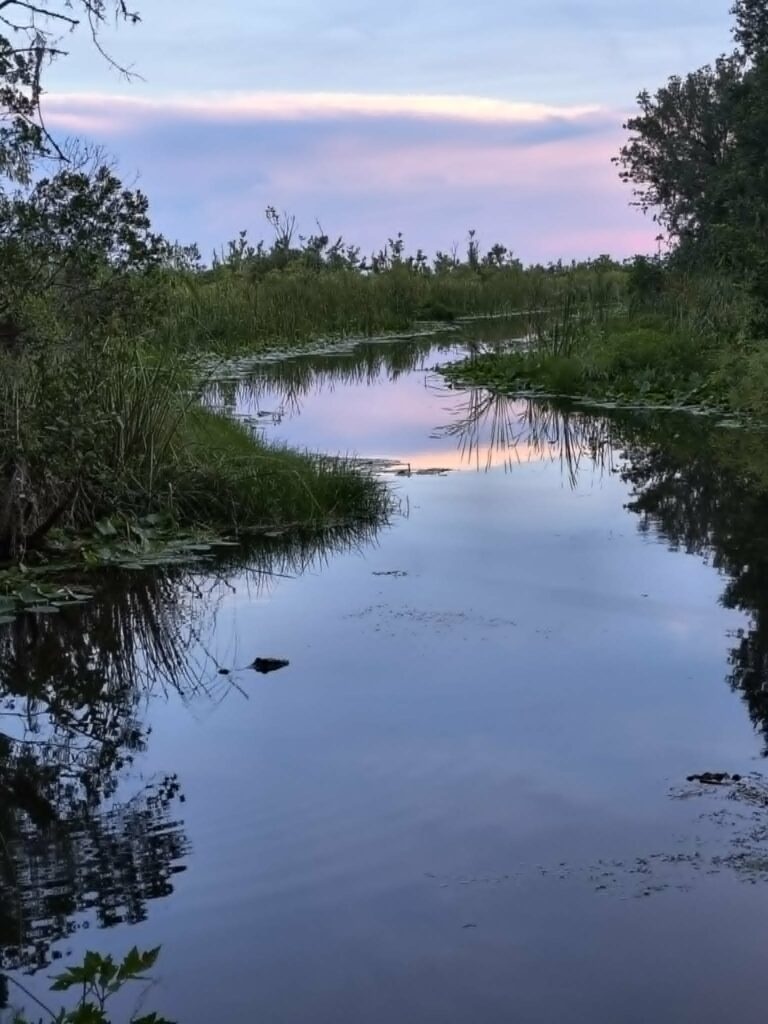 Pastel sunset reflected in still swamp water with alligators floating among lily pads, Big Pine Island